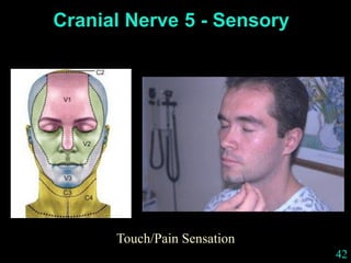 42
Cranial Nerve 5 - Sensory
Touch/Pain Sensation
 