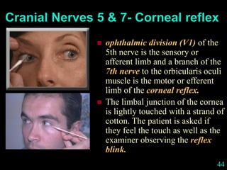 44
Cranial Nerves 5 & 7- Corneal reflex
 ophthalmic division (V1) of the
5th nerve is the sensory or
afferent limb and a branch of the
7th nerve to the orbicularis oculi
muscle is the motor or efferent
limb of the corneal reflex.
 The limbal junction of the cornea
is lightly touched with a strand of
cotton. The patient is asked if
they feel the touch as well as the
examiner observing the reflex
blink.
 