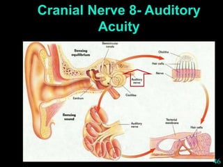 46
Cranial Nerve 8- Auditory
Acuity
 