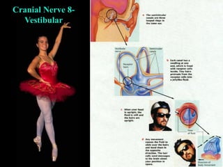 48
Cranial Nerve 8-
Vestibular
 