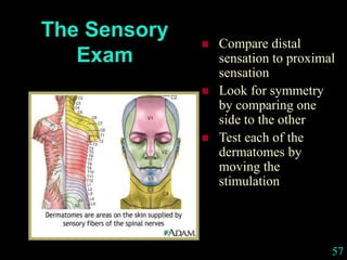 57
The Sensory
Exam
 Compare distal
sensation to proximal
sensation
 Look for symmetry
by comparing one
side to the other
 Test each of the
dermatomes by
moving the
stimulation
 