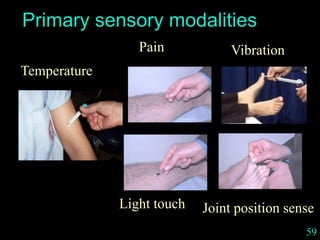 59
Primary sensory modalities
Temperature
Vibration
Light touch Joint position sense
Pain
 