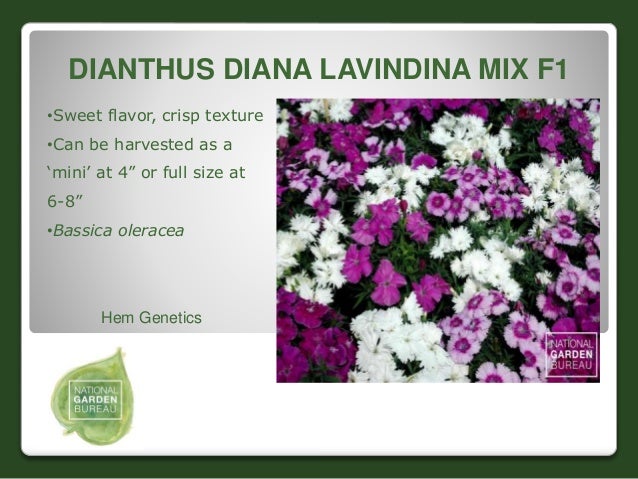 2016 national garden bureaus new varieties flowers and ornamentals is flower size genetic