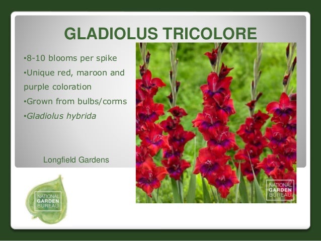jamesonii 26 gladiolus tricolore longfield gardens