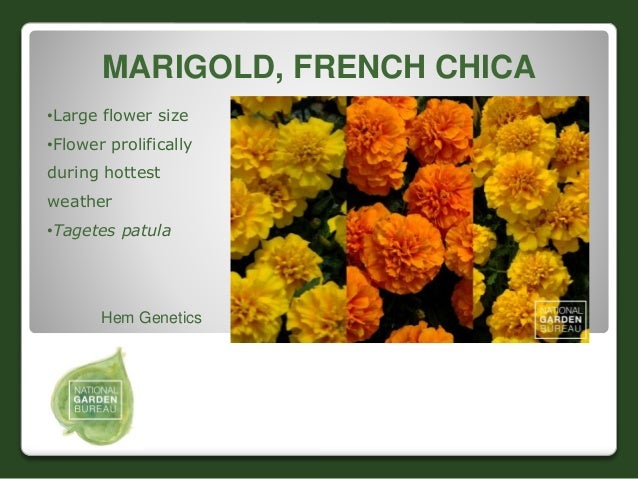 2016 national garden bureaus new varieties flowers and ornamentals is flower size genetic