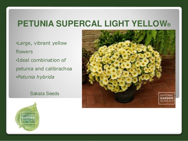 petunia supercal light yellow seeds