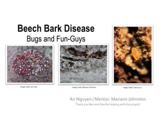 Beech Bark Disease
Bugs and Fun-Guys
An Nguyen / Mentor: Mariann Johnston
Thank you Ben and Dan for helping with the project!
Image credit: Jon Cale Image credit: Mariann Johnston Image credit: main.nc.us
 