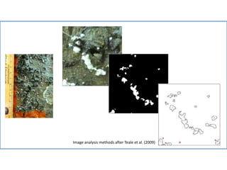 Background:
- Higher N:P in bark predisposes beech to
fungal lesion development. (Cale et al. 2015)
- X. betulae might also be a causal agent in
the BBD disease complex.
Bartlett mid (C6) and old age (C7, C8)
stands:
- 5 beech trees per plot
- 8 frames painted per tree, for long-
term photographing and monitoring
- Fungal sample collection
Questions:
Is severity of BBD correlated with N:P
balance? And/or N/P treatment?
Correlation of bugs and fun-guys with
treatment?
Remaining work:
- Image analysis
- Fungal
identification
- Culturing
Neonectria
Image analysis methods after Teale et al. (2009)
 