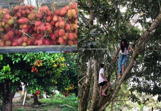 21 Dec –collecting rambutans
 
