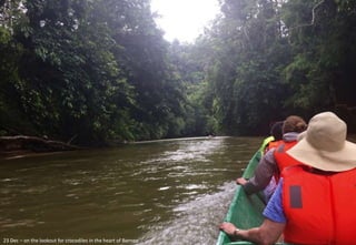 23 Dec – on the lookout for crocodiles in the heart of Borneo
 