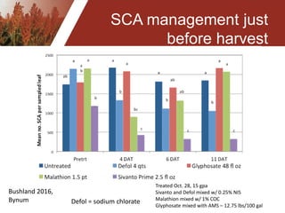 SCA management just
before harvest
Treated Oct. 28, 15 gpa
Sivanto and Defol mixed w/ 0.25% NIS
Malathion mixed w/ 1% COC
Glyphosate mixed with AMS – 12.75 lbs/100 gal
Bushland 2016,
Bynum Defol = sodium chlorate
 