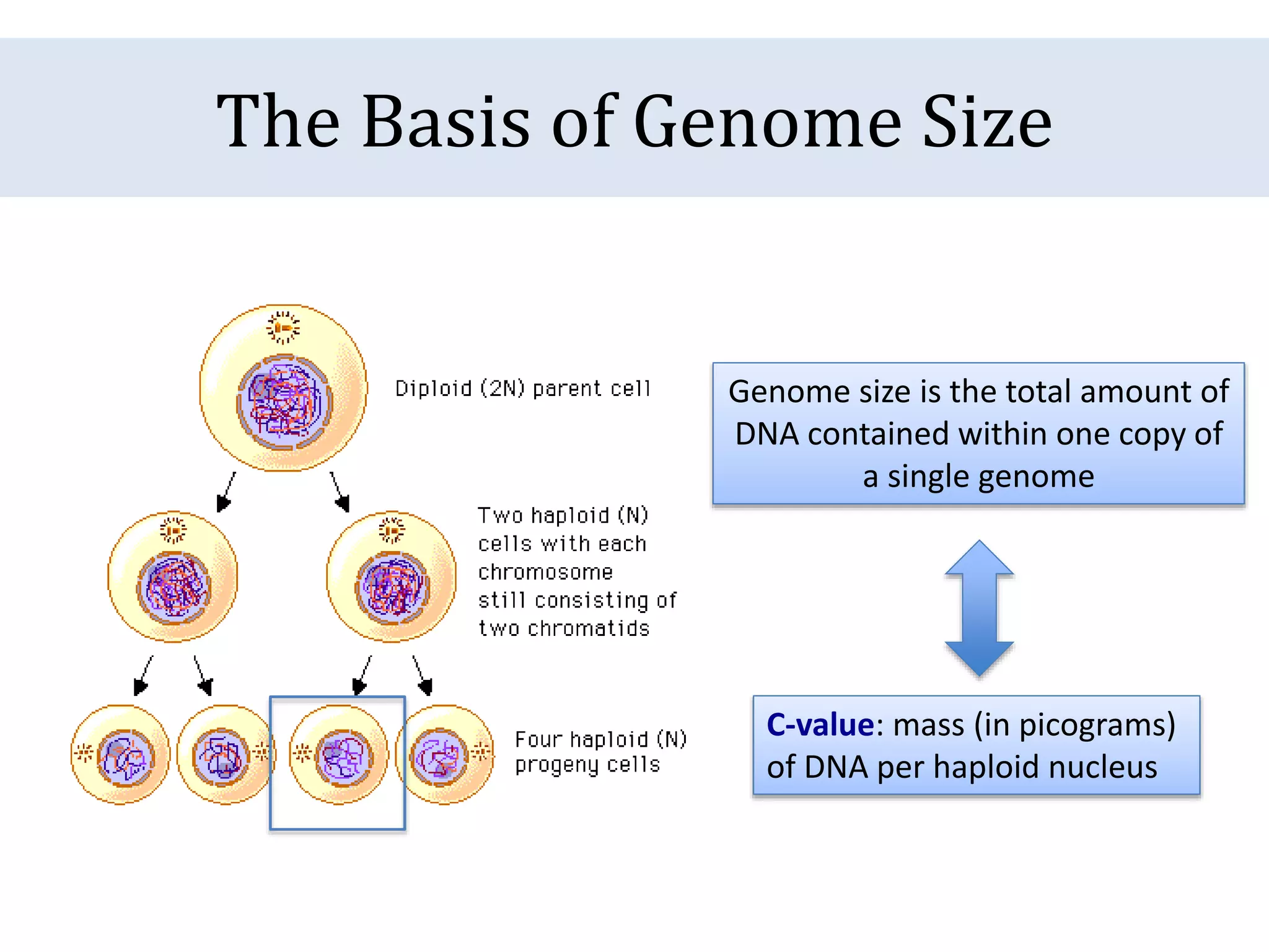 The Basis of Genome Size
Genome size is the total amount of
DNA contained within one copy of
a single genome
C-value: mass (in picograms)
of DNA per haploid nucleus
 