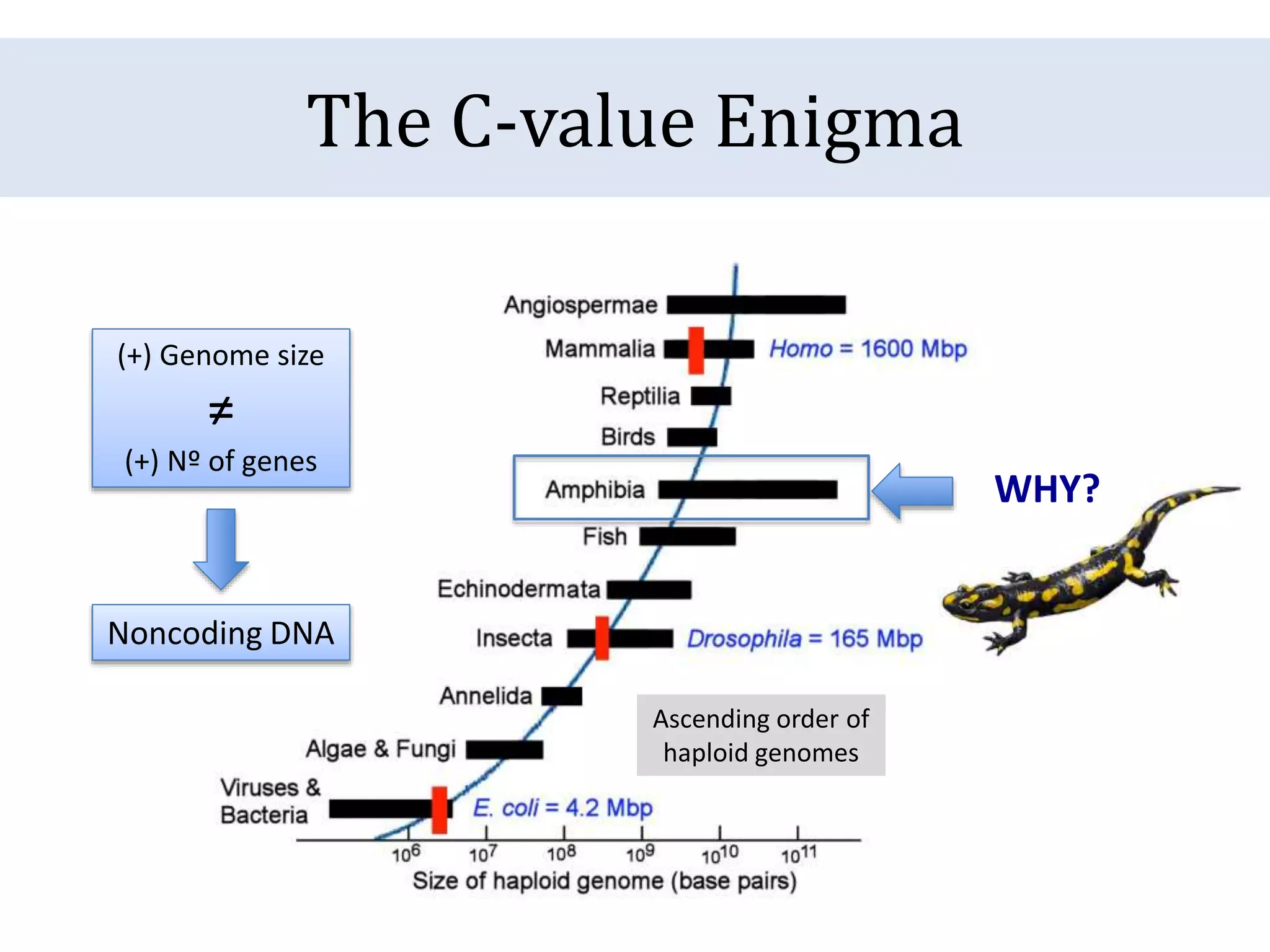 The C-value Enigma
Ascending order of
haploid genomes
(+) Genome size
≠
(+) Nº of genes
Noncoding DNA
WHY?
 
