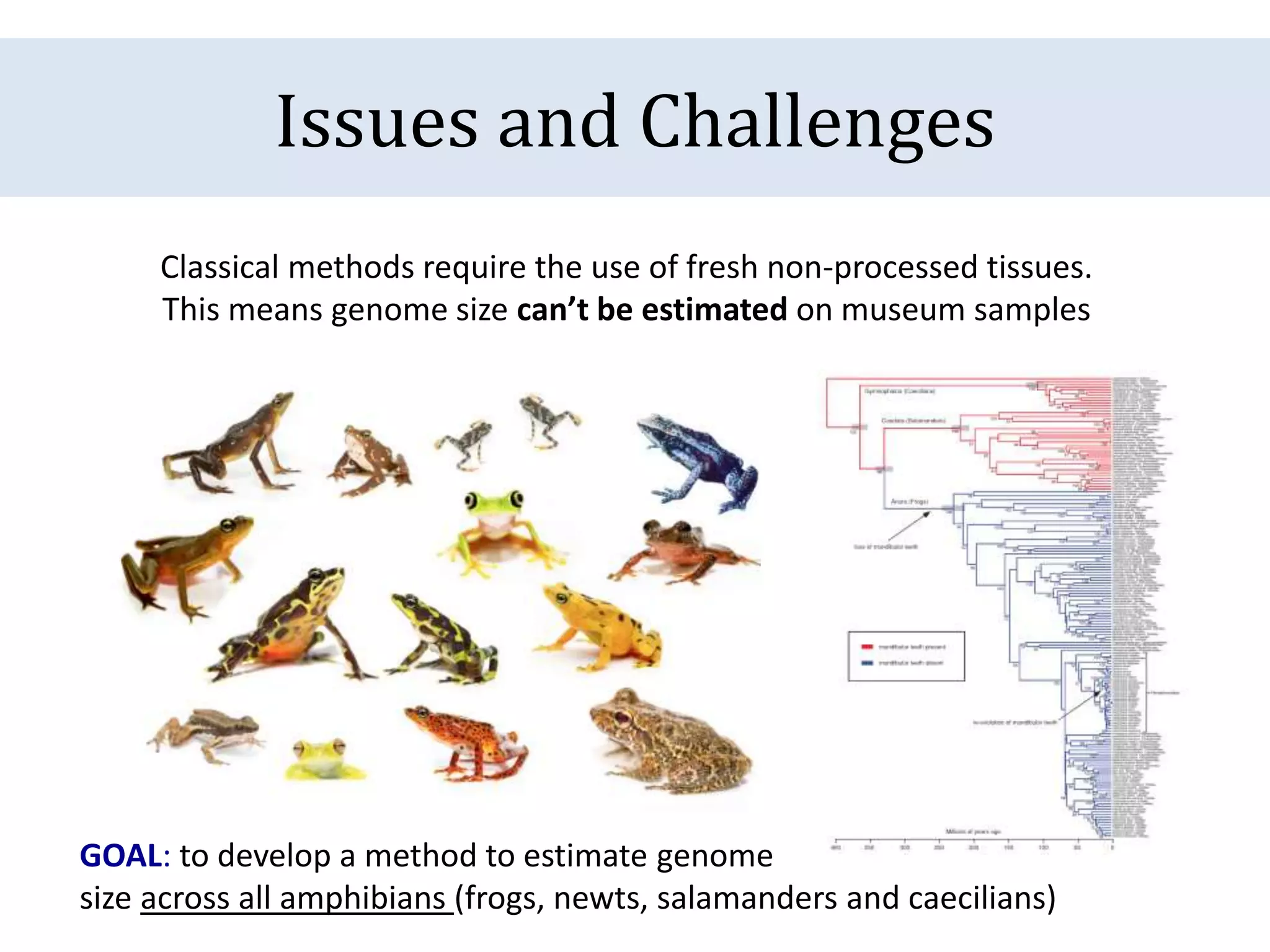 Issues and Challenges
Classical methods require the use of fresh non-processed tissues.
This means genome size can’t be estimated on museum samples
GOAL: to develop a method to estimate genome
size across all amphibians (frogs, newts, salamanders and caecilians)
 