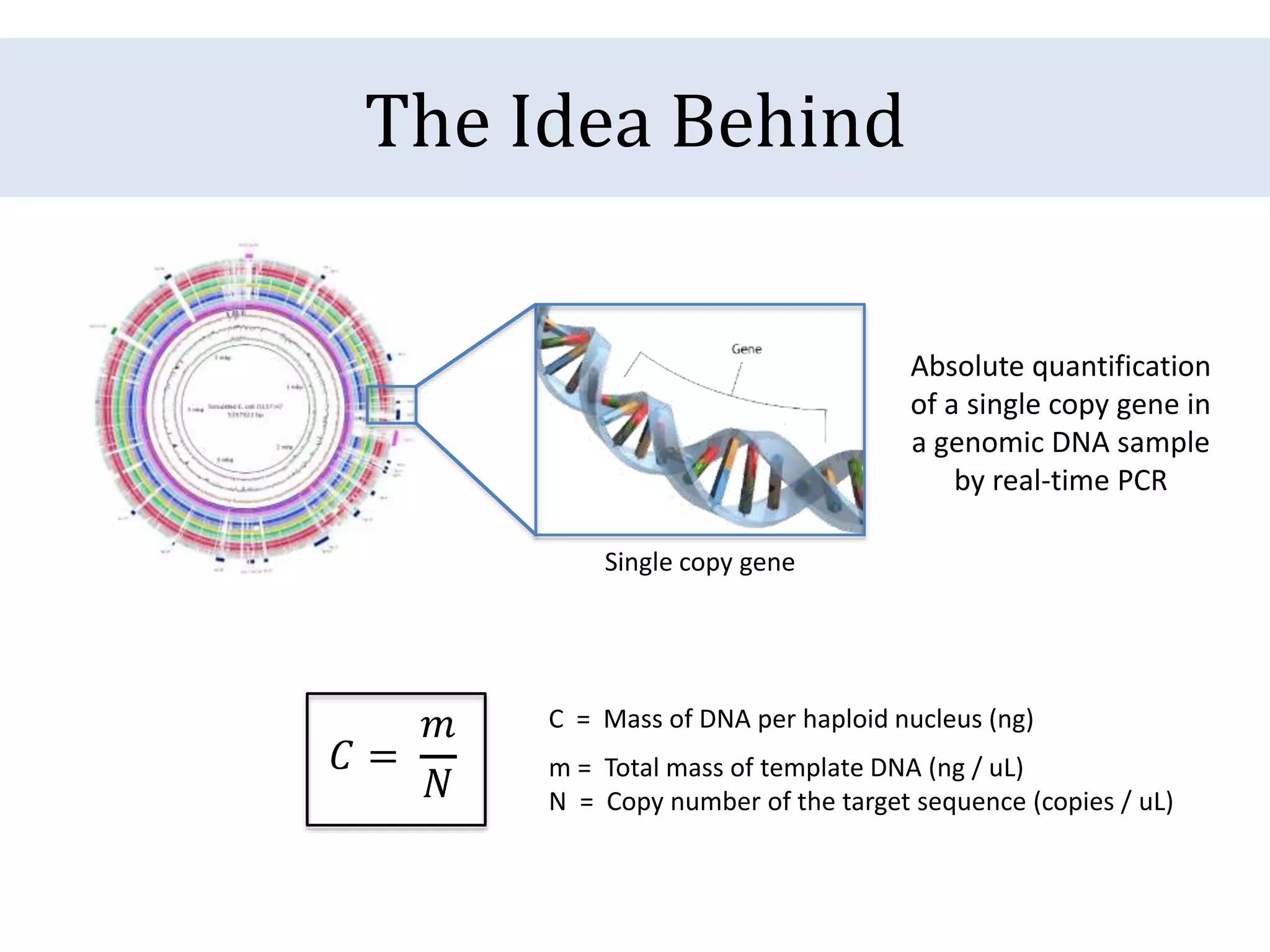 The Idea Behind
Single copy gene
C = Mass of DNA per haploid nucleus (ng)
m = Total mass of template DNA (ng / uL)
N = Copy number of the target sequence (copies / uL)
Absolute quantification
of a single copy gene in
a genomic DNA sample
by real-time PCR
 