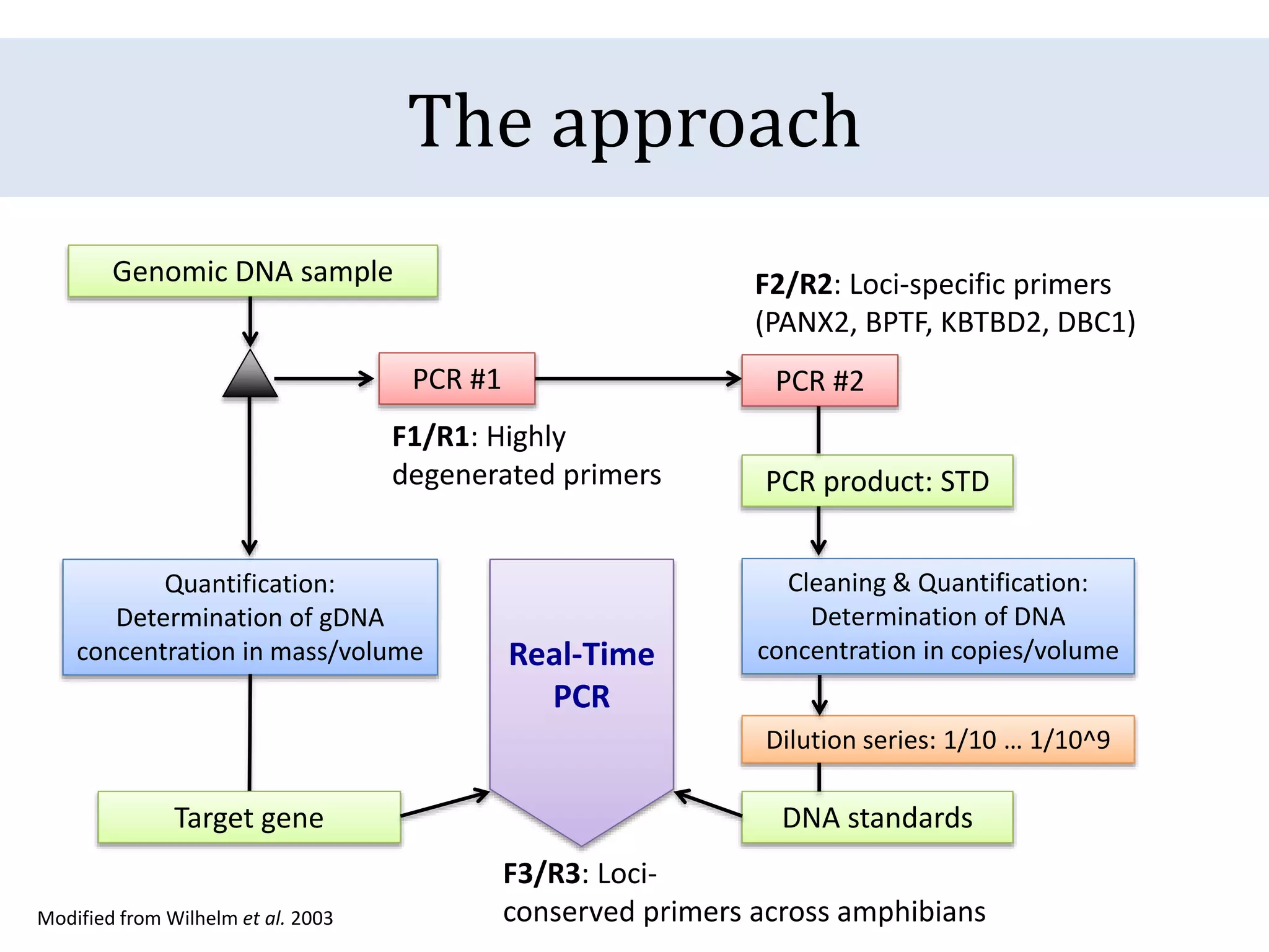 The approach
Genomic DNA sample
F1/R1: Highly
degenerated primers
F2/R2: Loci-specific primers
(PANX2, BPTF, KBTBD2, DBC1)
F3/R3: Loci-
conserved primers across amphibians
Quantification:
Determination of gDNA
concentration in mass/volume
PCR #1 PCR #2
PCR product: STD
Cleaning & Quantification:
Determination of DNA
concentration in copies/volume
Dilution series: 1/10 … 1/10^9
DNA standardsTarget gene
Real-Time
PCR
Modified from Wilhelm et al. 2003
 