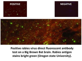 Bat Brain Rabies Testing 2016 veterinary diagnostics | PDF