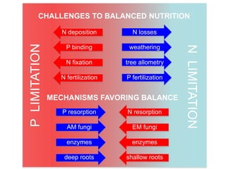 NLIMITATION
PLIMITATION
CHALLENGES TO BALANCED NUTRITION
MECHANISMS FAVORING BALANCE
P binding
N fixation
N deposition
EM fungi
enzymes
shallow roots
N resorption
weathering
tree allometry
P fertilization
N losses
AM fungi
enzymes
deep roots
P resorption
N fertilization
 