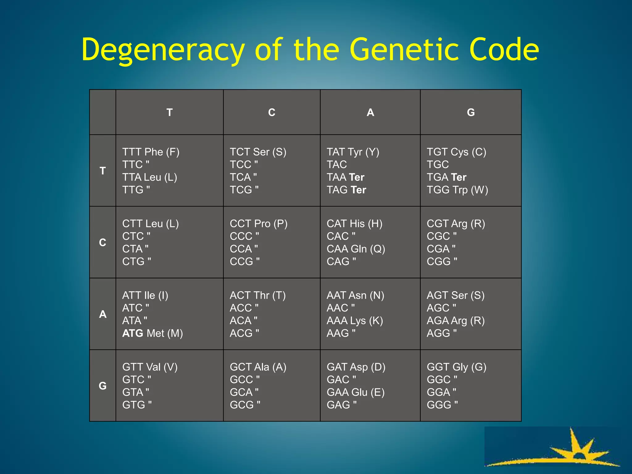 Degeneracy of the Genetic Code
T C A G
T
TTT Phe (F)
TTC "
TTA Leu (L)
TTG "
TCT Ser (S)
TCC "
TCA "
TCG "
TAT Tyr (Y)
TAC
TAA Ter
TAG Ter
TGT Cys (C)
TGC
TGA Ter
TGG Trp (W)
C
CTT Leu (L)
CTC "
CTA "
CTG "
CCT Pro (P)
CCC "
CCA "
CCG "
CAT His (H)
CAC "
CAA Gln (Q)
CAG "
CGT Arg (R)
CGC "
CGA "
CGG "
A
ATT Ile (I)
ATC "
ATA "
ATG Met (M)
ACT Thr (T)
ACC "
ACA "
ACG "
AAT Asn (N)
AAC "
AAA Lys (K)
AAG "
AGT Ser (S)
AGC "
AGA Arg (R)
AGG "
G
GTT Val (V)
GTC "
GTA "
GTG "
GCT Ala (A)
GCC "
GCA "
GCG "
GAT Asp (D)
GAC "
GAA Glu (E)
GAG "
GGT Gly (G)
GGC "
GGA "
GGG "
 