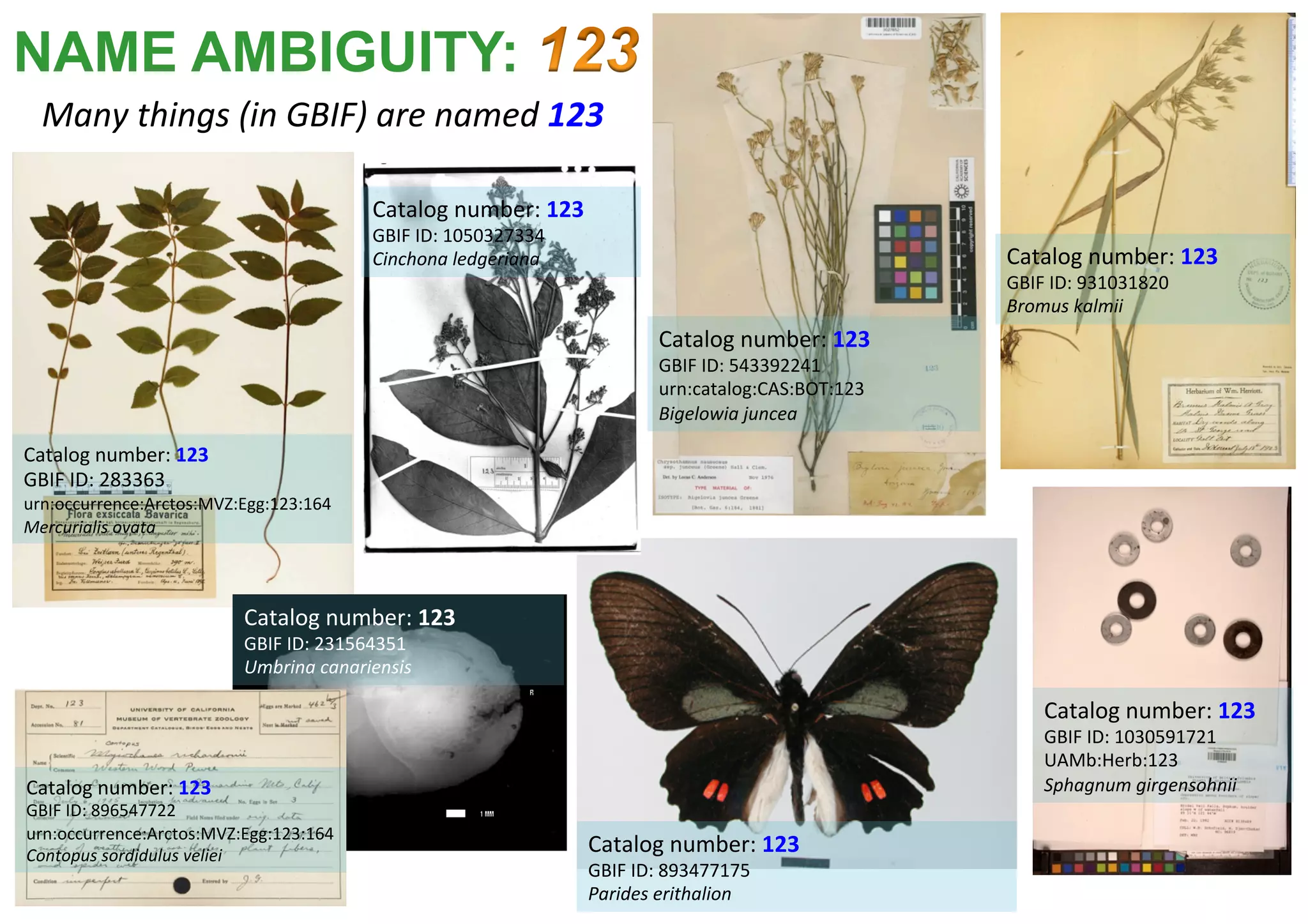 Many	things	(in	GBIF)	are	named	123	
Catalog	number:	123	
GBIF	ID:	543392241	
urn:catalog:CAS:BOT:123	
Bigelowia	juncea	
Catalog	number:	123	
GBIF	ID:	1030591721	
UAMb:Herb:123	
Sphagnum	girgensohnii	
Catalog	number:	123	
GBIF	ID:	893477175	
Parides	erithalion	
Catalog	number:	123	
GBIF	ID:	1050327334	
Cinchona	ledgeriana	 Catalog	number:	123	
GBIF	ID:	931031820	
Bromus	kalmii	
Catalog	number:	123	
GBIF	ID:	283363	
urn:occurrence:Arctos:MVZ:Egg:123:164	
Mercurialis	ovata	
Catalog	number:	123	
GBIF	ID:	231564351	
Umbrina	canariensis	
Catalog	number:	123	
GBIF	ID:	896547722	
urn:occurrence:Arctos:MVZ:Egg:123:164	
Contopus	sordidulus	veliei	
NAME AMBIGUITY:
 