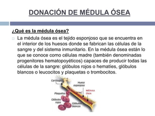 DONACIÓN DE MÉDULA ÓSEA
¿Qué es la médula ósea?
 La médula ósea es el tejido esponjoso que se encuentra en
el interior de los huesos donde se fabrican las células de la
sangre y del sistema inmunitario. En la médula ósea están lo
que se conoce como células madre (también denominadas
progenitores hematopoyéticos) capaces de producir todas las
células de la sangre: glóbulos rojos o hematíes, glóbulos
blancos o leucocitos y plaquetas o trombocitos.
 