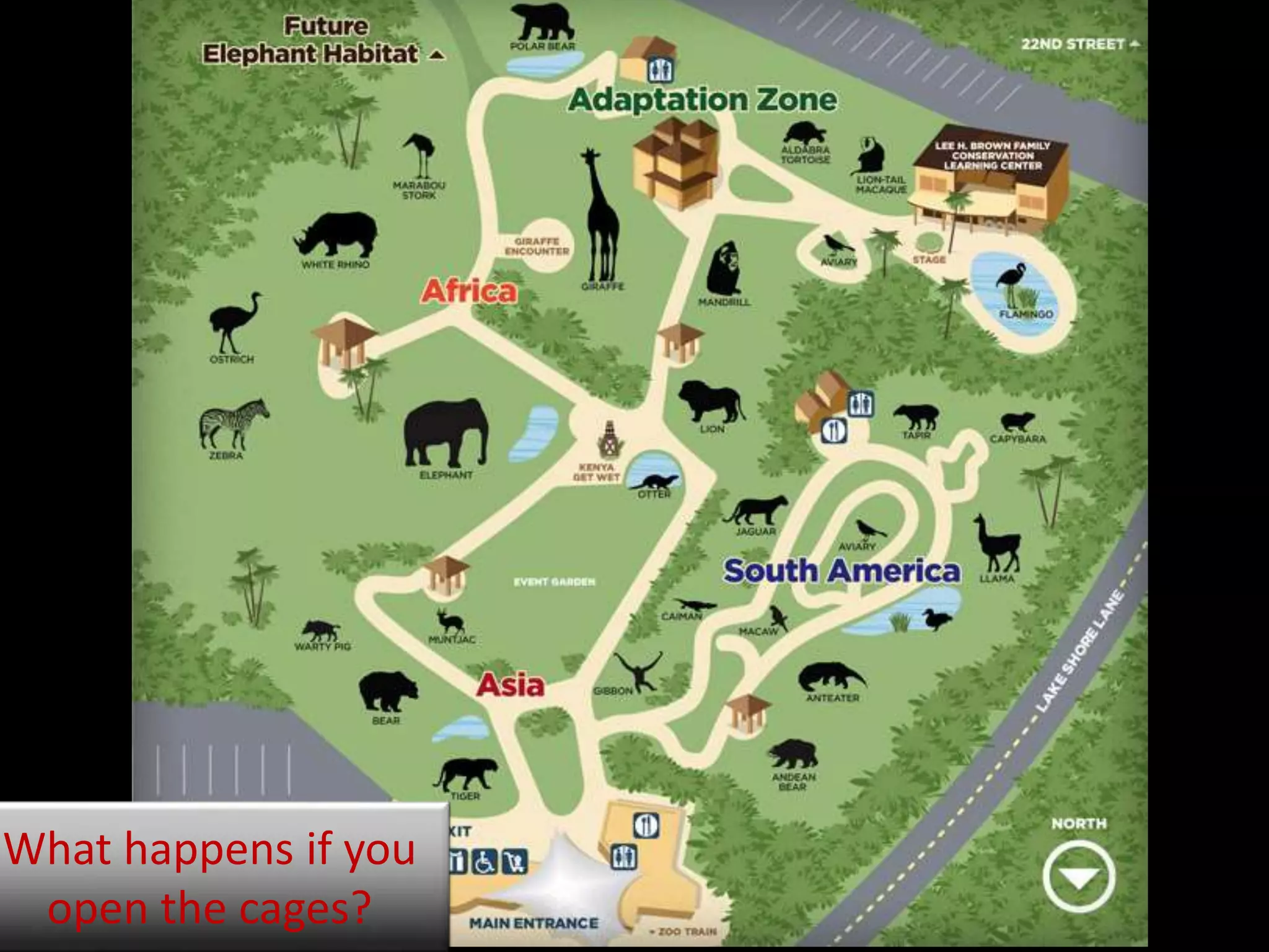 What happens if you
open the cages?
 