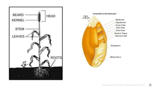 Johannes Keizer (Dr.rer.nat), GODAN Secretariat 2017-04
 