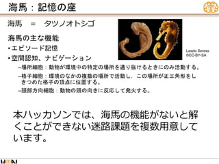 海馬：記憶の座
海馬の主な機能
• エピソード記憶
• 空間認知、ナビゲーション
–場所細胞：動物が環境中の特定の場所を通り抜けるときにのみ活動する。
–格子細胞：環境のなかの複数の場所で活動し，この場所が正三角形をし
きつめた格子の頂点に位置する。
–頭部方向細胞：動物の頭の向きに反応して発火する。
海馬 ＝ タツノオトシゴ
Laszlo Seress
©CC-BY-SA
本ハッカソンでは、海馬の機能がないと解
くことができない迷路課題を複数用意して
います。
 