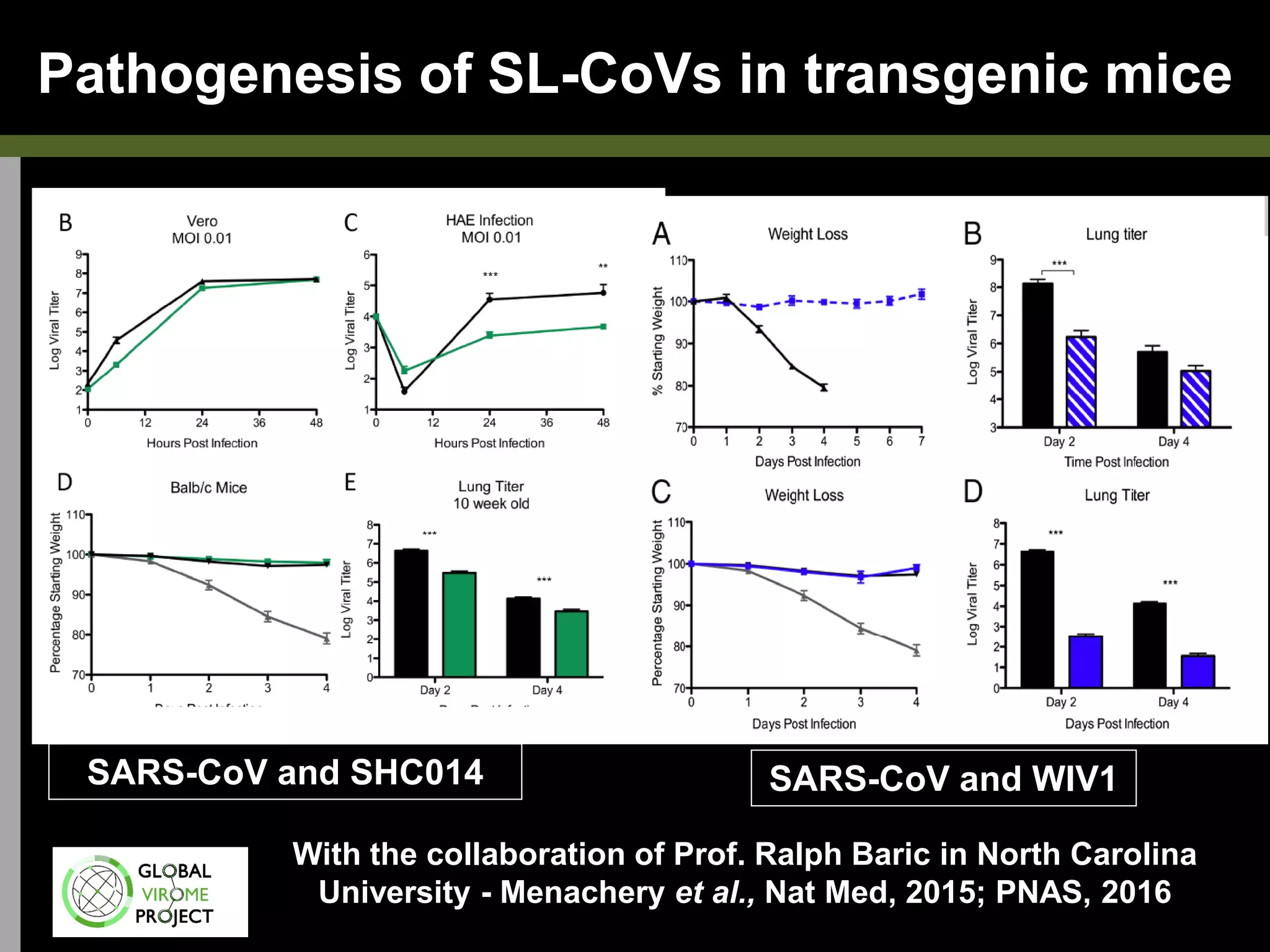 Pathogenesis of SL-CoVs in transgenic mice
With the collaboration of Prof. Ralph Baric in North Carolina
University - Menachery et al., Nat Med, 2015; PNAS, 2016
SARS-CoV and SHC014 SARS-CoV and WIV1
 