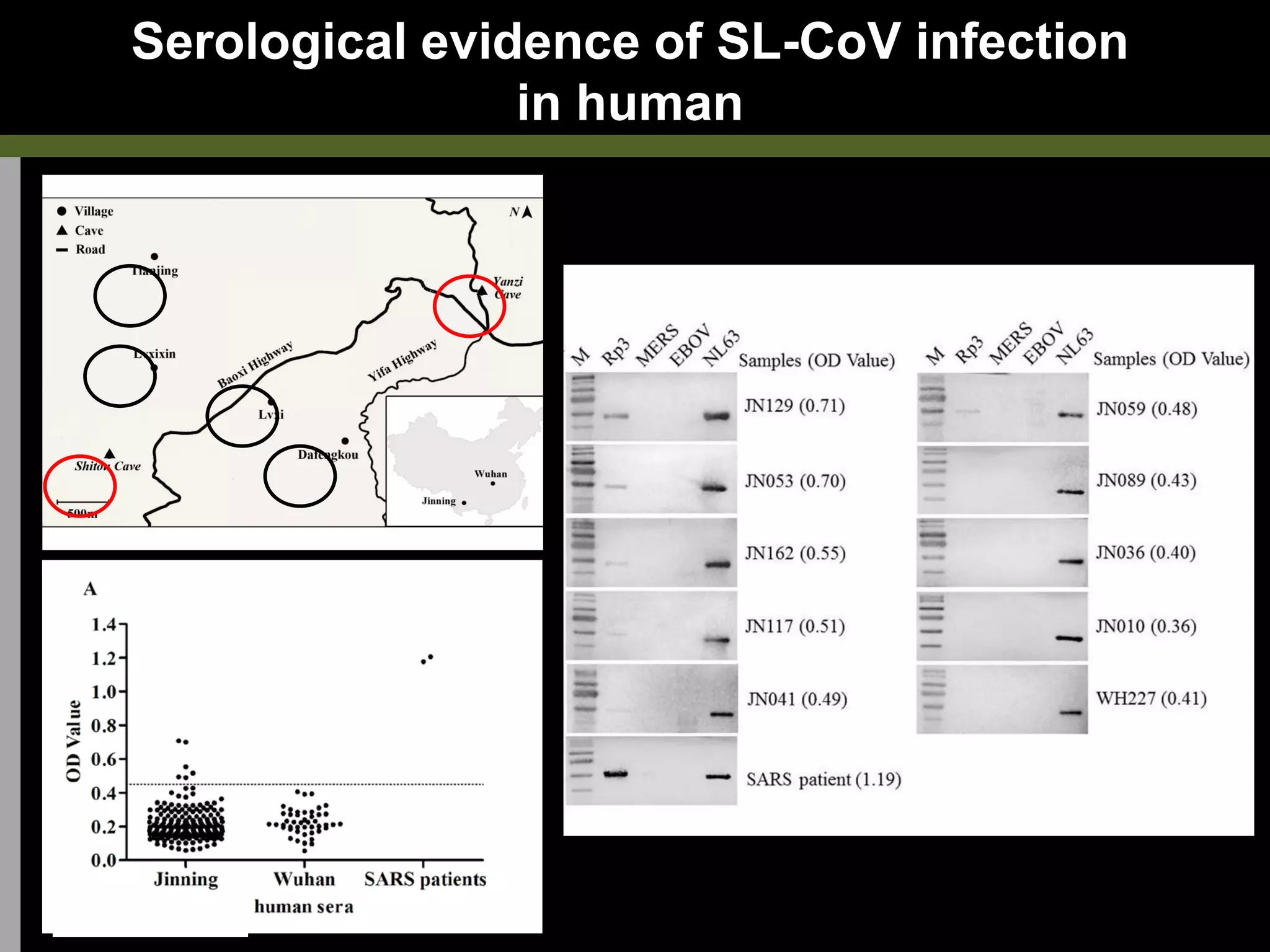 Serological evidence of SL-CoV infection
in human
 