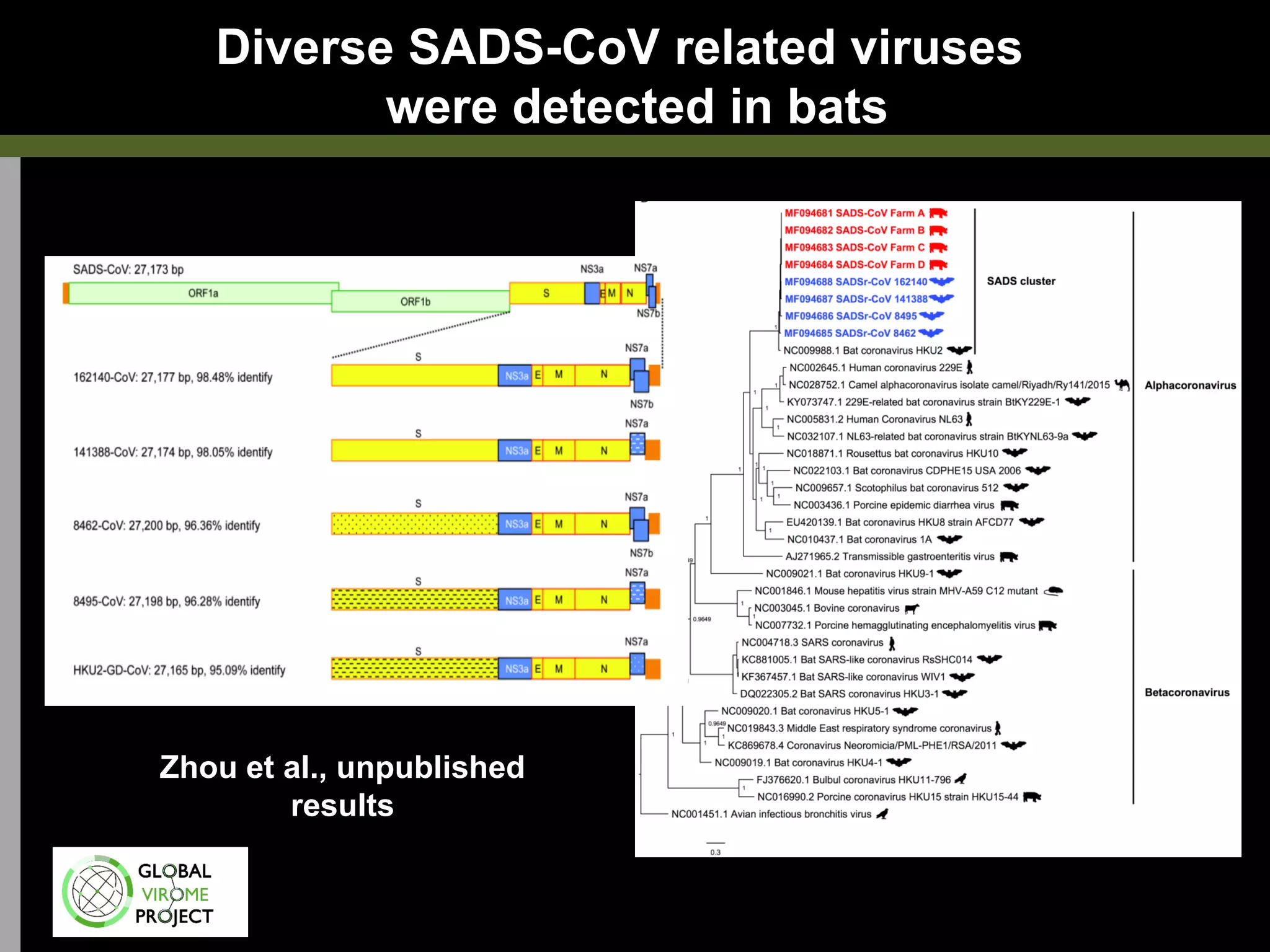 Diverse SADS-CoV related viruses
were detected in bats
Zhou et al., unpublished
results
 