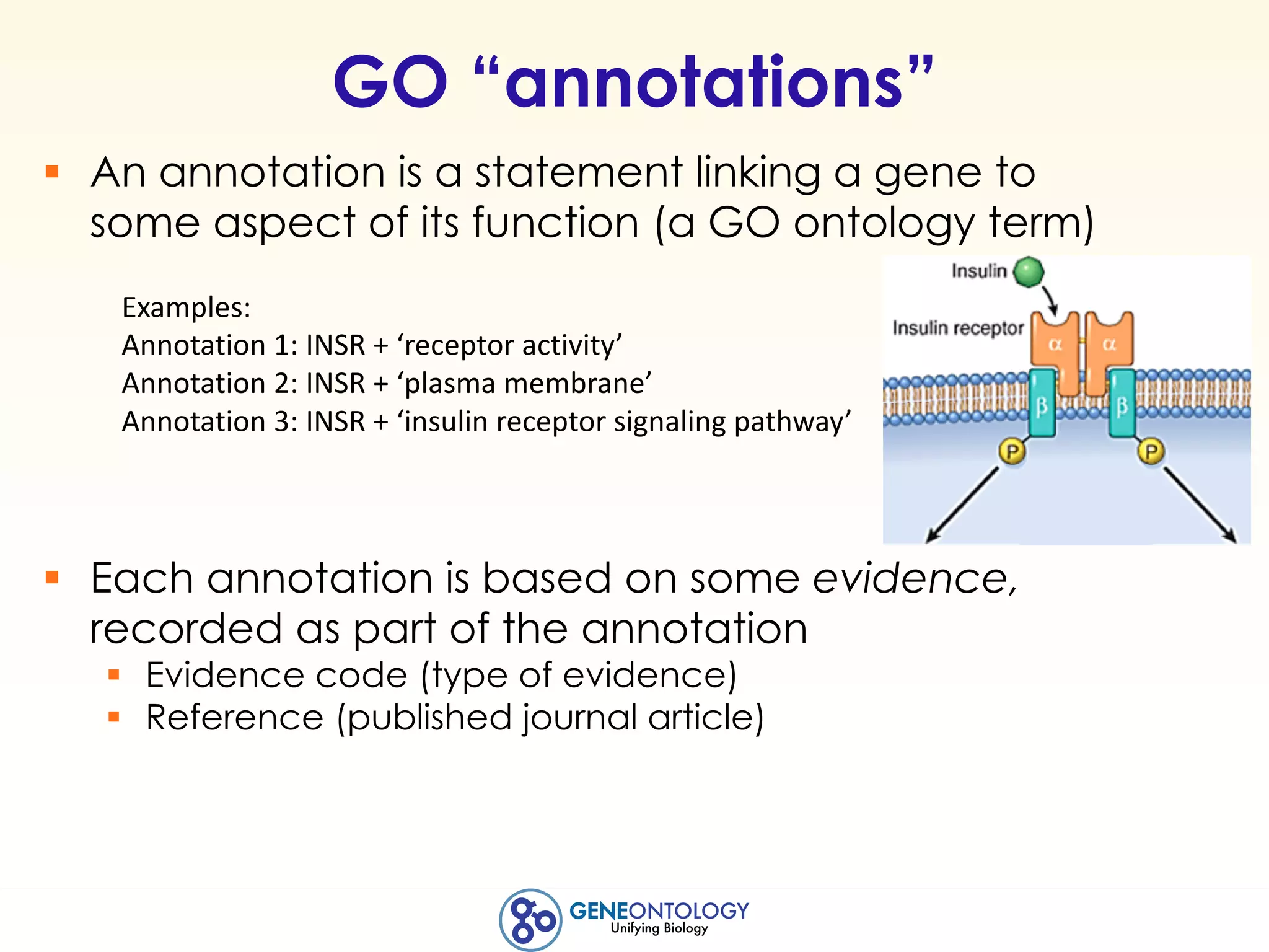 GO “annotations”
§ An annotation is a statement linking a gene to
some aspect of its function (a GO ontology term)
§ Each annotation is based on some evidence,
recorded as part of the annotation
§ Evidence code (type of evidence)
§ Reference (published journal article)
Examples:
Annotation	1:	INSR	+	‘receptor	activity’
Annotation	2:	INSR	+	‘plasma	membrane’
Annotation	3:	INSR	+	‘insulin	receptor	signaling	pathway’
 