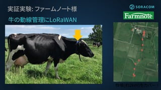 実証実験: ファームノート様
牧場(約2km)をカバー！
牛の動線管理にLoRaWAN
 