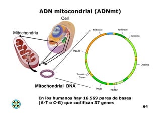 AA
AA
64
En los humanos hay 16.569 pares de bases
(A-T o C-G) que codifican 37 genes
ADN mitocondrial (ADNmt)
 