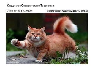 обеспечивает логистику работы студии
Координатор Образовательной Траектории
Он же рук-ль STA-студии
 