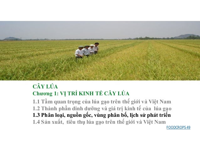 17 Hoang Kim Bai Giảng Cay Lua
