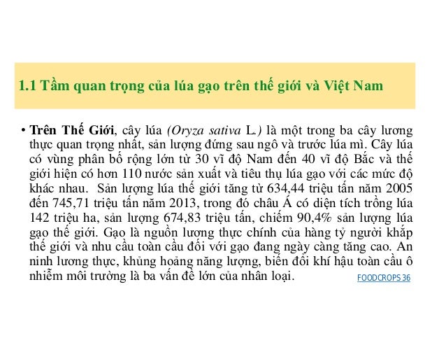 17 Hoang Kim Bai Giảng Cay Lua
