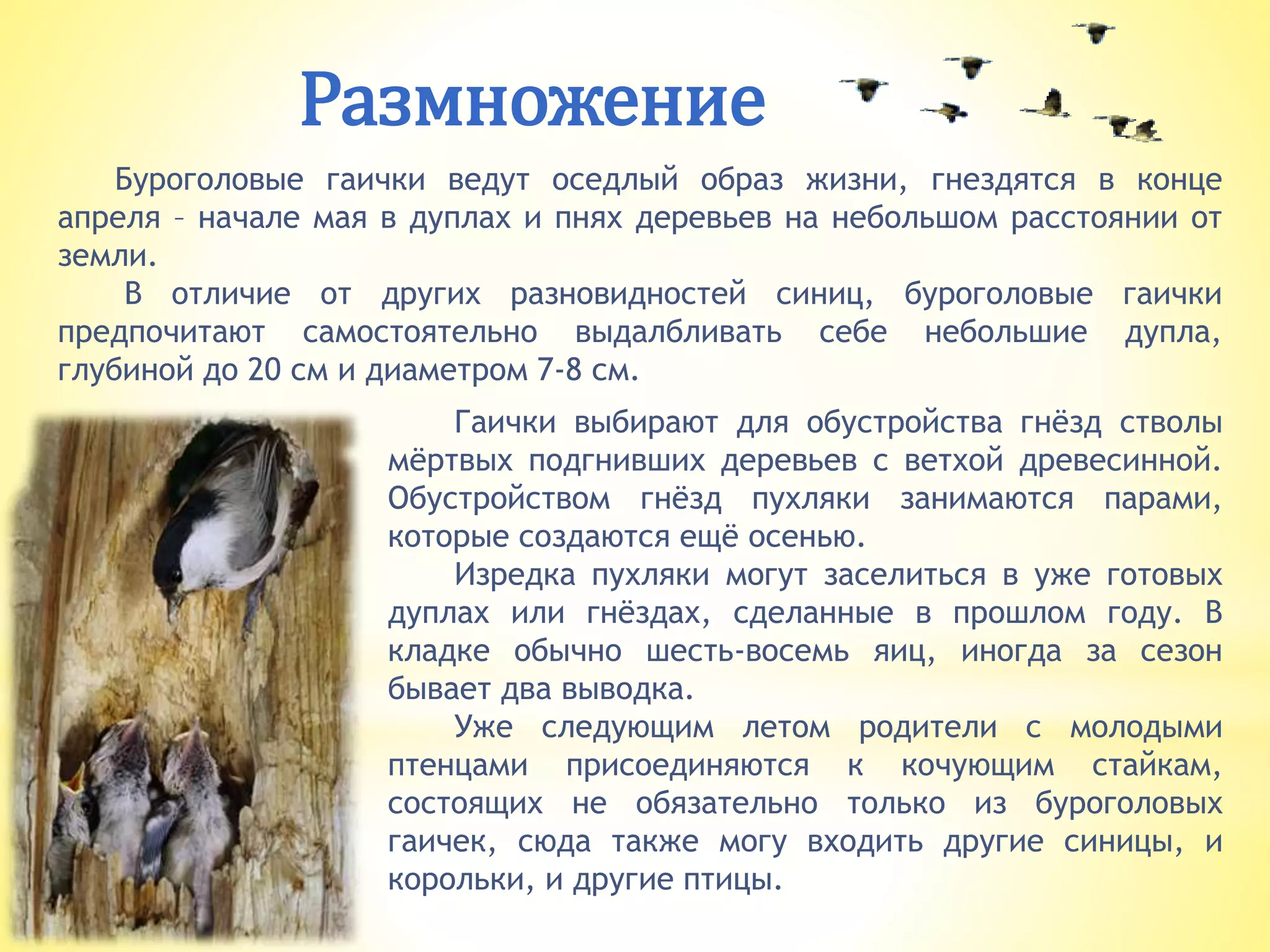 Гаички выбирают для обустройства гнёзд стволы
мёртвых подгнивших деревьев с ветхой древесинной.
Обустройством гнёзд пухляки занимаются парами,
которые создаются ещё осенью.
Изредка пухляки могут заселиться в уже готовых
дуплах или гнёздах, сделанные в прошлом году. В
кладке обычно шесть-восемь яиц, иногда за сезон
бывает два выводка.
Уже следующим летом родители с молодыми
птенцами присоединяются к кочующим стайкам,
состоящих не обязательно только из буроголовых
гаичек, сюда также могу входить другие синицы, и
корольки, и другие птицы.
Размножение
Буроголовые гаички ведут оседлый образ жизни, гнездятся в конце
апреля – начале мая в дуплах и пнях деревьев на небольшом расстоянии от
земли.
В отличие от других разновидностей синиц, буроголовые гаички
предпочитают самостоятельно выдалбливать себе небольшие дупла,
глубиной до 20 см и диаметром 7-8 см.
 