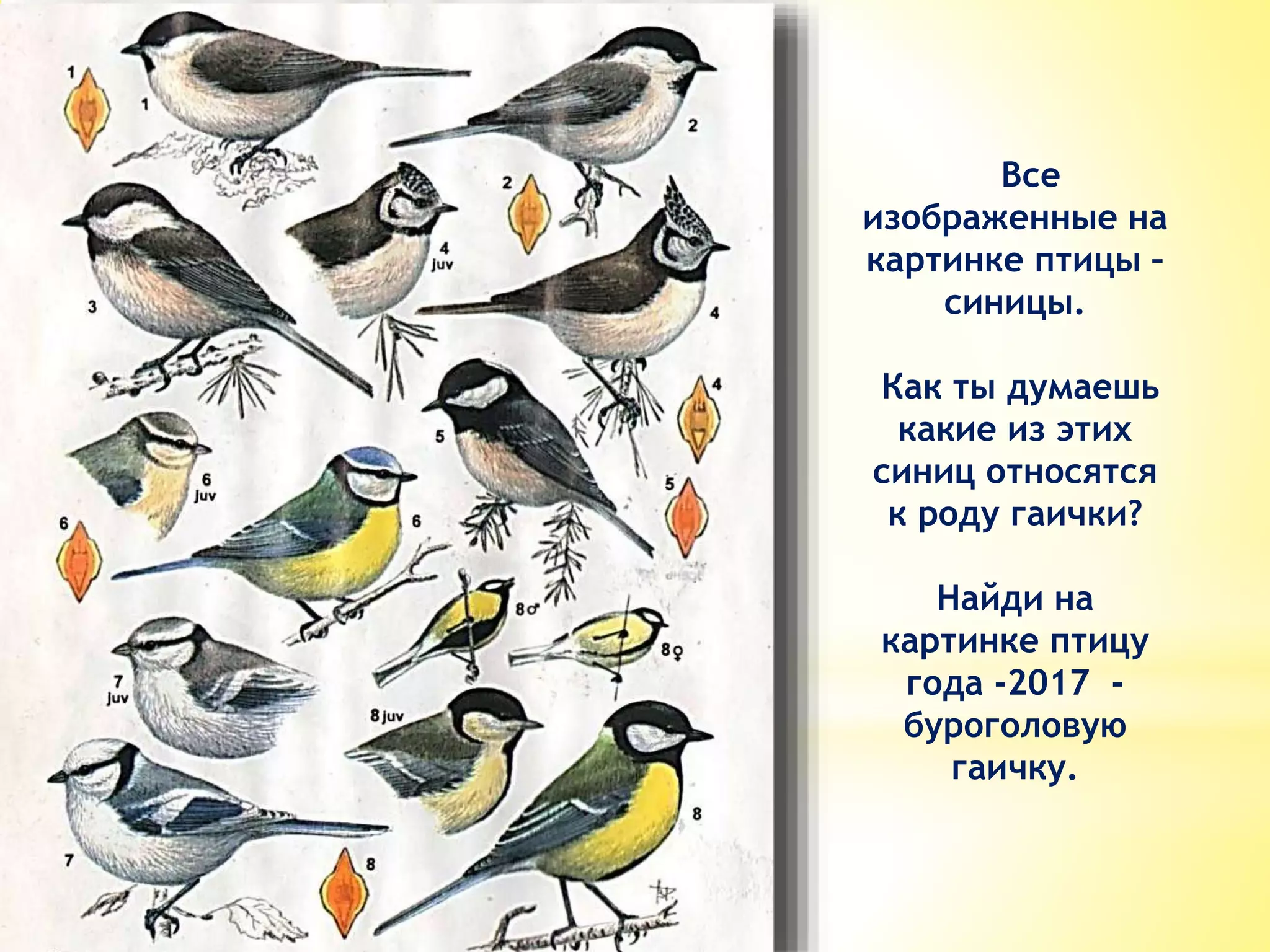 Все
изображенные на
картинке птицы –
синицы.
Как ты думаешь
какие из этих
синиц относятся
к роду гаички?
Найди на
картинке птицу
года -2017 -
буроголовую
гаичку.
 