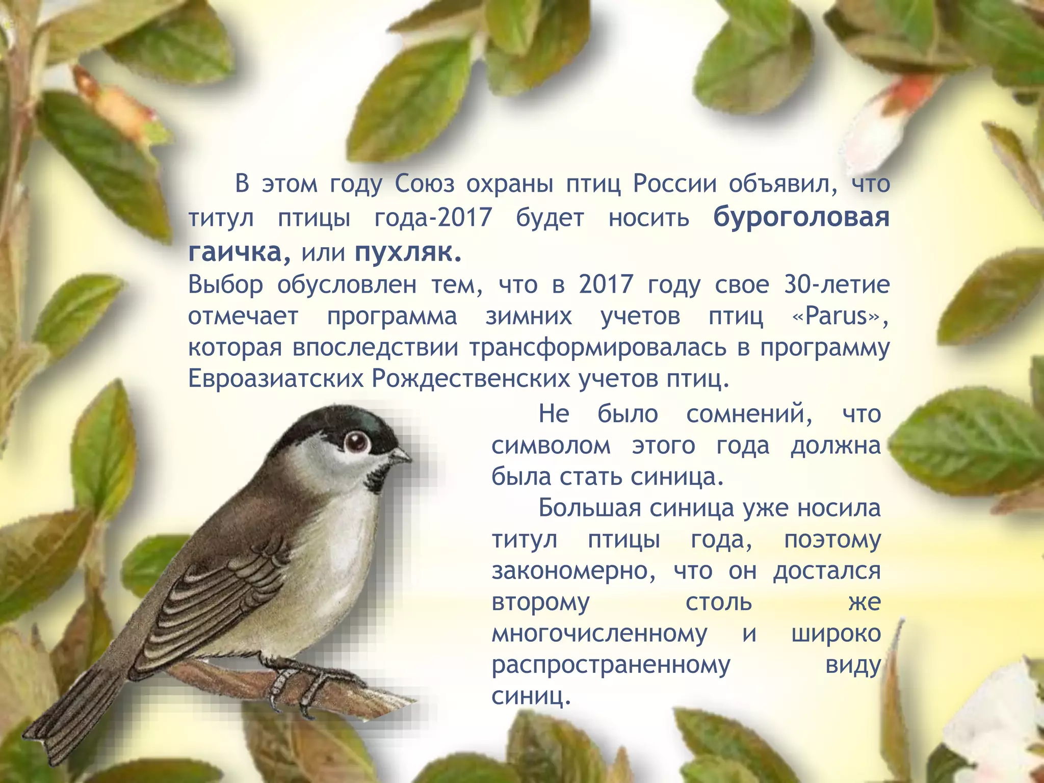 Не было сомнений, что
символом этого года должна
была стать синица.
Большая синица уже носила
титул птицы года, поэтому
закономерно, что он достался
второму столь же
многочисленному и широко
распространенному виду
синиц.
В этом году Союз охраны птиц России объявил, что
титул птицы года-2017 будет носить буроголовая
гаичка, или пухляк.
Выбор обусловлен тем, что в 2017 году свое 30-летие
отмечает программа зимних учетов птиц «Parus»,
которая впоследствии трансформировалась в программу
Евроазиатских Рождественских учетов птиц.
 