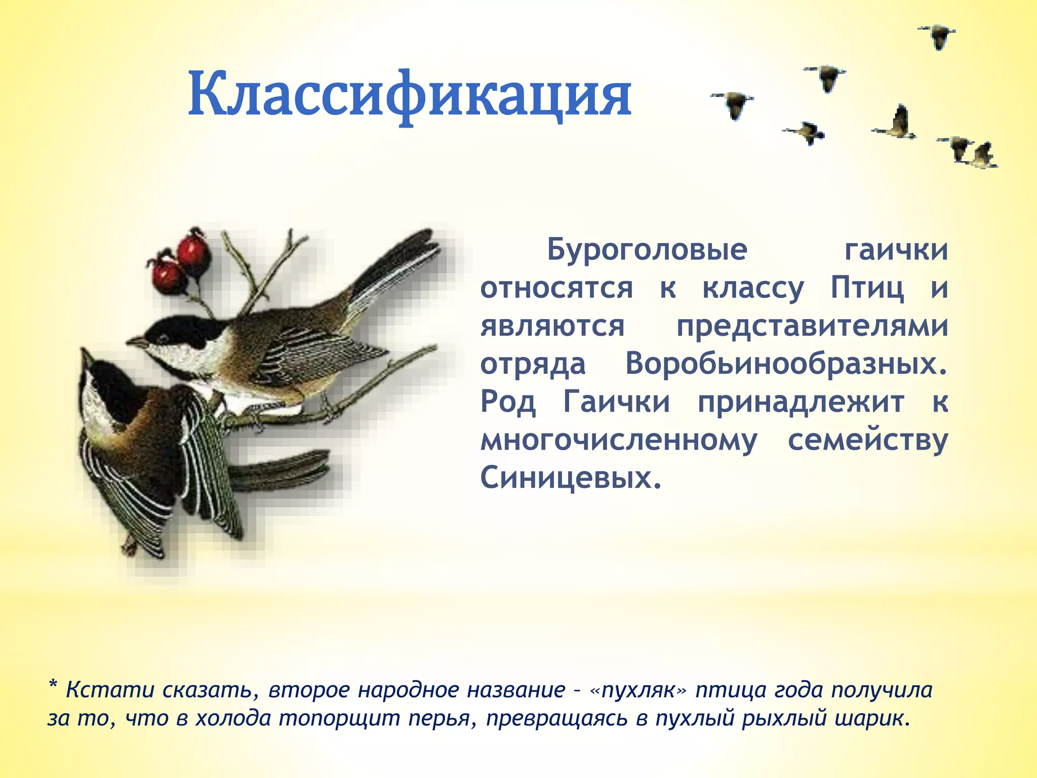 Классификация
Буроголовые гаички
относятся к классу Птиц и
являются представителями
отряда Воробьинообразных.
Род Гаички принадлежит к
многочисленному семейству
Синицевых.
* Кстати сказать, второе народное название – «пухляк» птица года получила
за то, что в холода топорщит перья, превращаясь в пухлый рыхлый шарик.
 