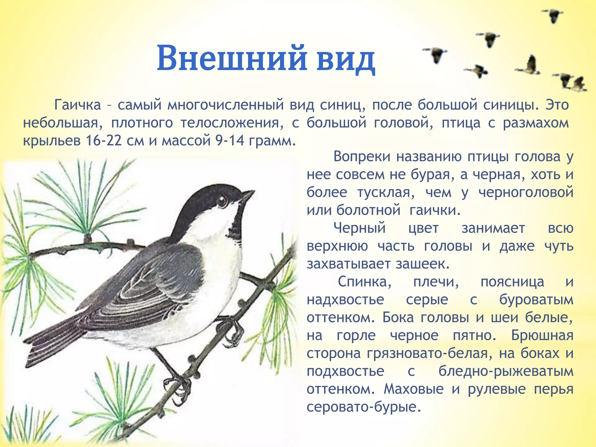 Внешний вид
Вопреки названию птицы голова у
нее совсем не бурая, а черная, хоть и
более тусклая, чем у черноголовой
или болотной гаички.
Черный цвет занимает всю
верхнюю часть головы и даже чуть
захватывает зашеек.
Спинка, плечи, поясница и
надхвостье серые с буроватым
оттенком. Бока головы и шеи белые,
на горле черное пятно. Брюшная
сторона грязновато-белая, на боках и
подхвостье с бледно-рыжеватым
оттенком. Маховые и рулевые перья
серовато-бурые.
Гаичка – самый многочисленный вид синиц, после большой синицы. Это
небольшая, плотного телосложения, с большой головой, птица с размахом
крыльев 16-22 см и массой 9-14 грамм.
 