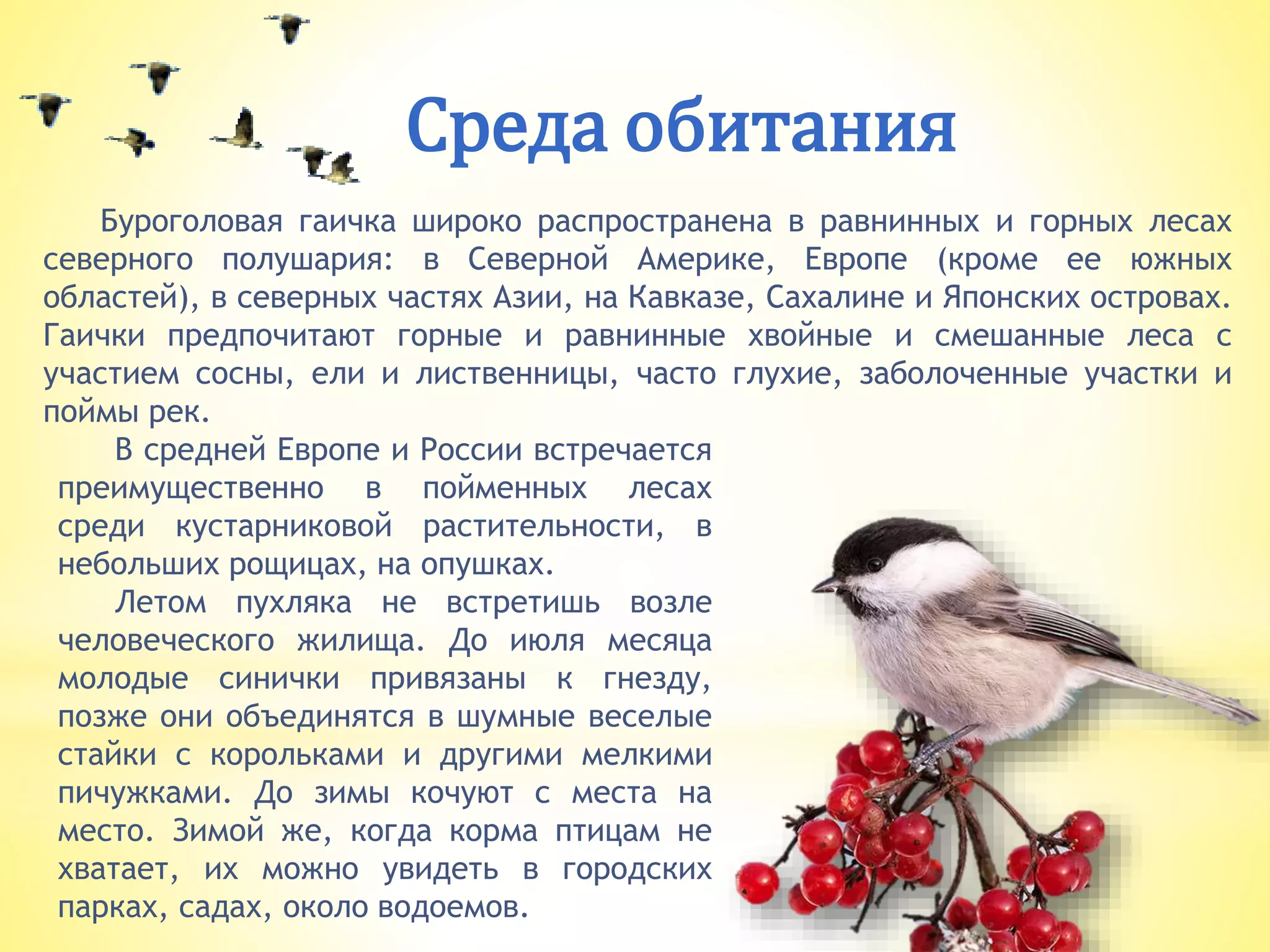 Среда обитания
В средней Европе и России встречается
преимущественно в пойменных лесах
среди кустарниковой растительности, в
небольших рощицах, на опушках.
Летом пухляка не встретишь возле
человеческого жилища. До июля месяца
молодые синички привязаны к гнезду,
позже они объединятся в шумные веселые
стайки с корольками и другими мелкими
пичужками. До зимы кочуют с места на
место. Зимой же, когда корма птицам не
хватает, их можно увидеть в городских
парках, садах, около водоемов.
Буроголовая гаичка широко распространена в равнинных и горных лесах
северного полушария: в Северной Америке, Европе (кроме ее южных
областей), в северных частях Азии, на Кавказе, Сахалине и Японских островах.
Гаички предпочитают горные и равнинные хвойные и смешанные леса с
участием сосны, ели и лиственницы, часто глухие, заболоченные участки и
поймы рек.
 