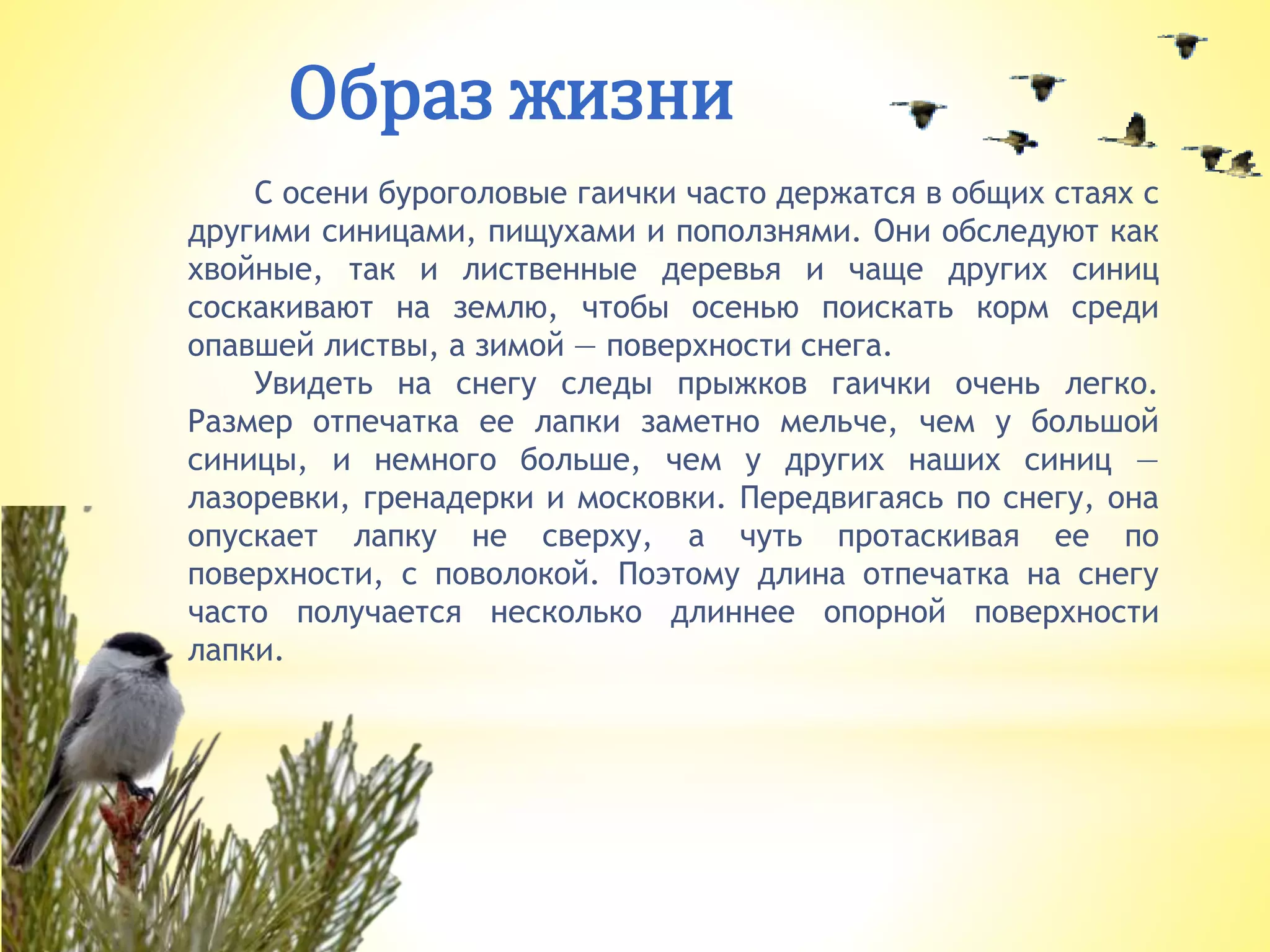 Образ жизни
С осени буроголовые гаички часто держатся в общих стаях с
другими синицами, пищухами и поползнями. Они обследуют как
хвойные, так и лиственные деревья и чаще других синиц
соскакивают на землю, чтобы осенью поискать корм среди
опавшей листвы, а зимой — поверхности снега.
Увидеть на снегу следы прыжков гаички очень легко.
Размер отпечатка ее лапки заметно мельче, чем у большой
синицы, и немного больше, чем у других наших синиц —
лазоревки, гренадерки и московки. Передвигаясь по снегу, она
опускает лапку не сверху, а чуть протаскивая ее по
поверхности, с поволокой. Поэтому длина отпечатка на снегу
часто получается несколько длиннее опорной поверхности
лапки.
 