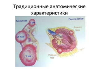 Традиционные анатомические
характеристики
 