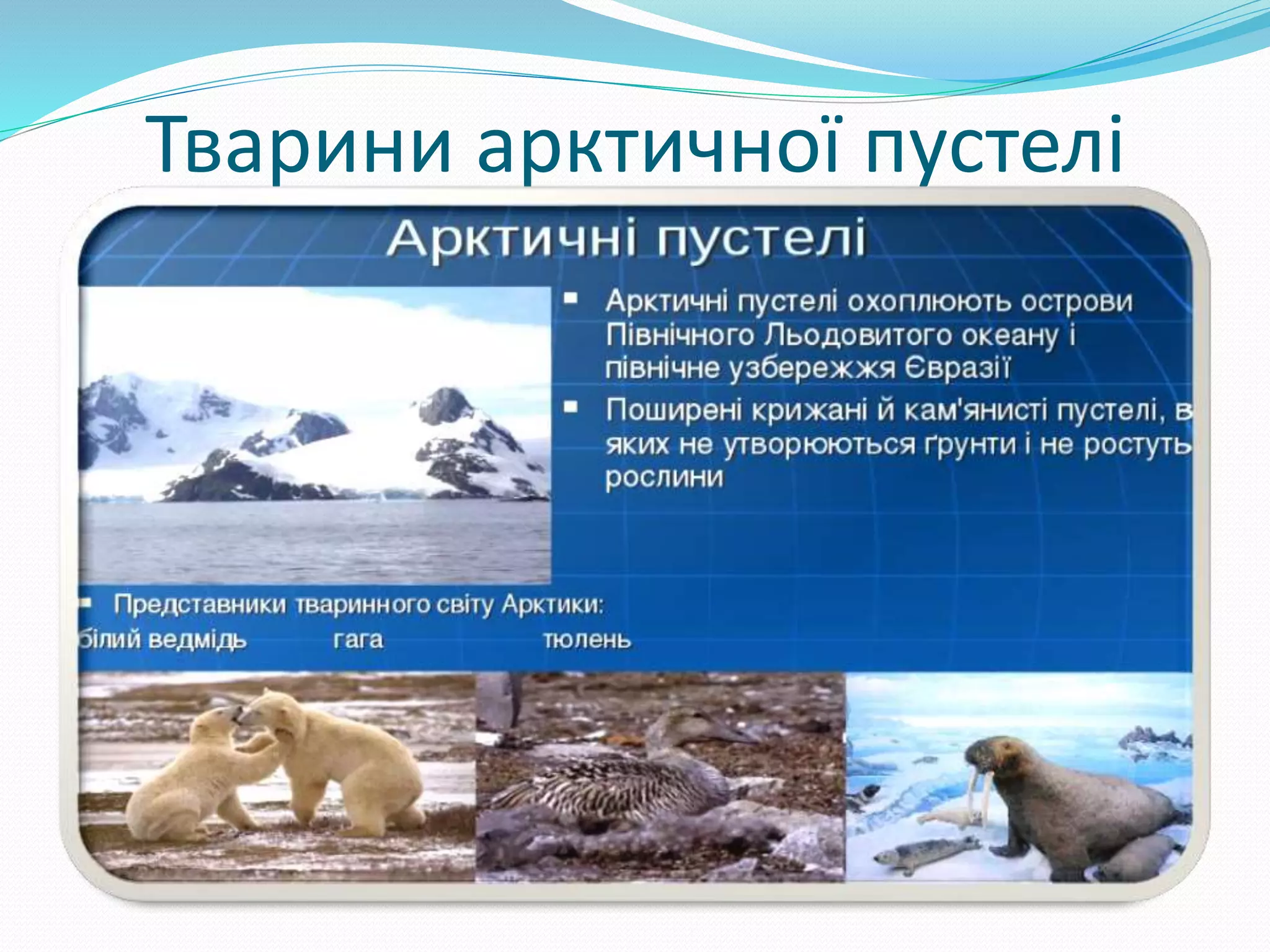 Тварини арктичної пустелі
 