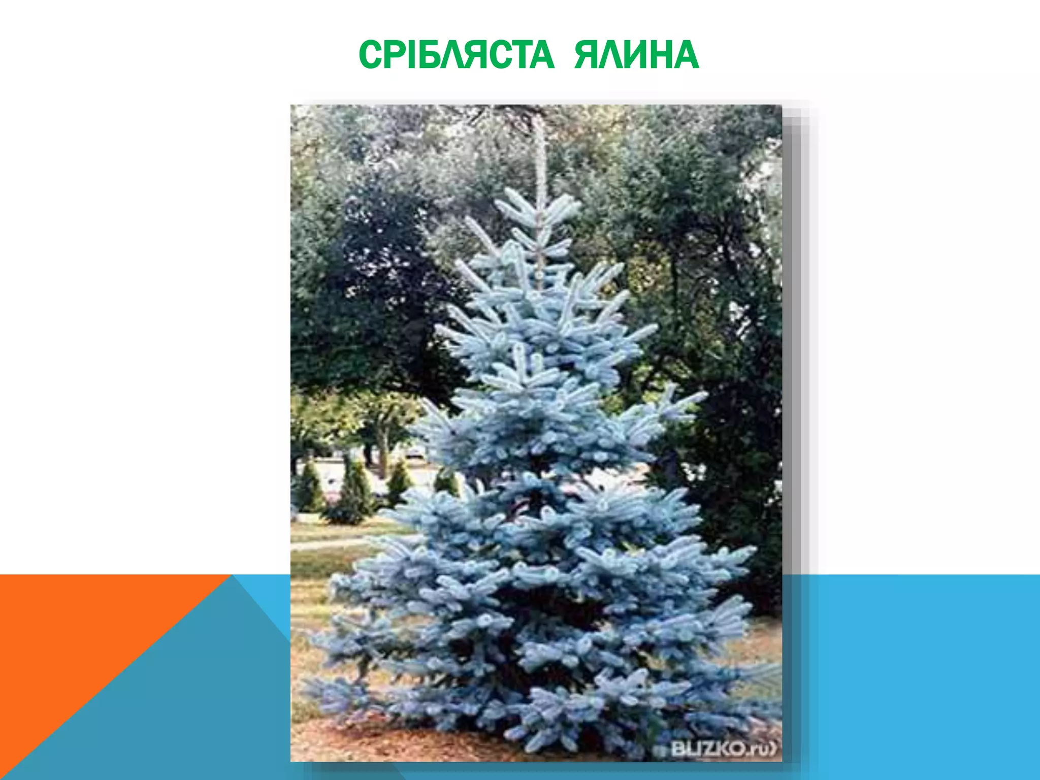 СРІБЛЯСТА ЯЛИНА
 