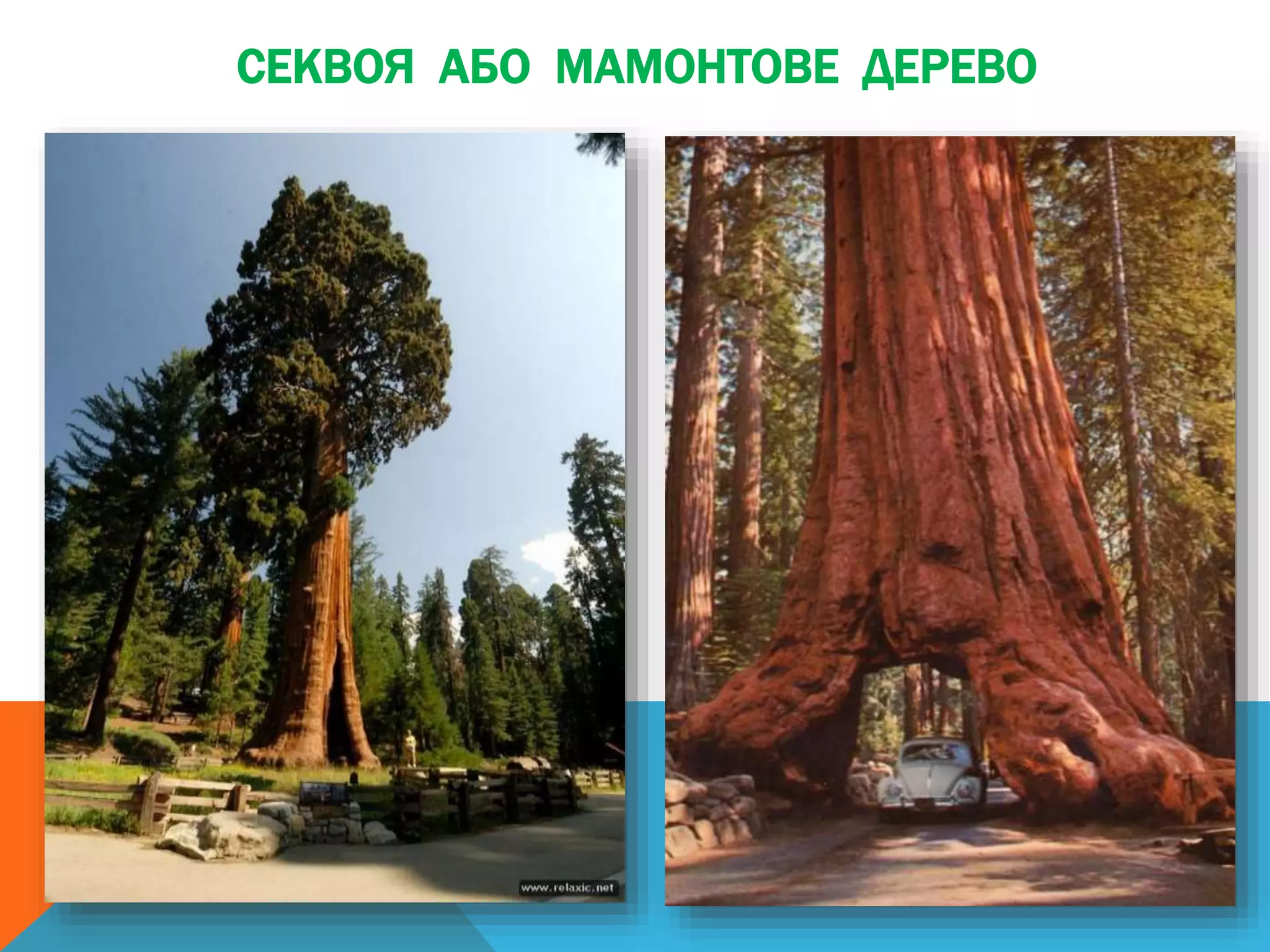 СЕКВОЯ АБО МАМОНТОВЕ ДЕРЕВО
 