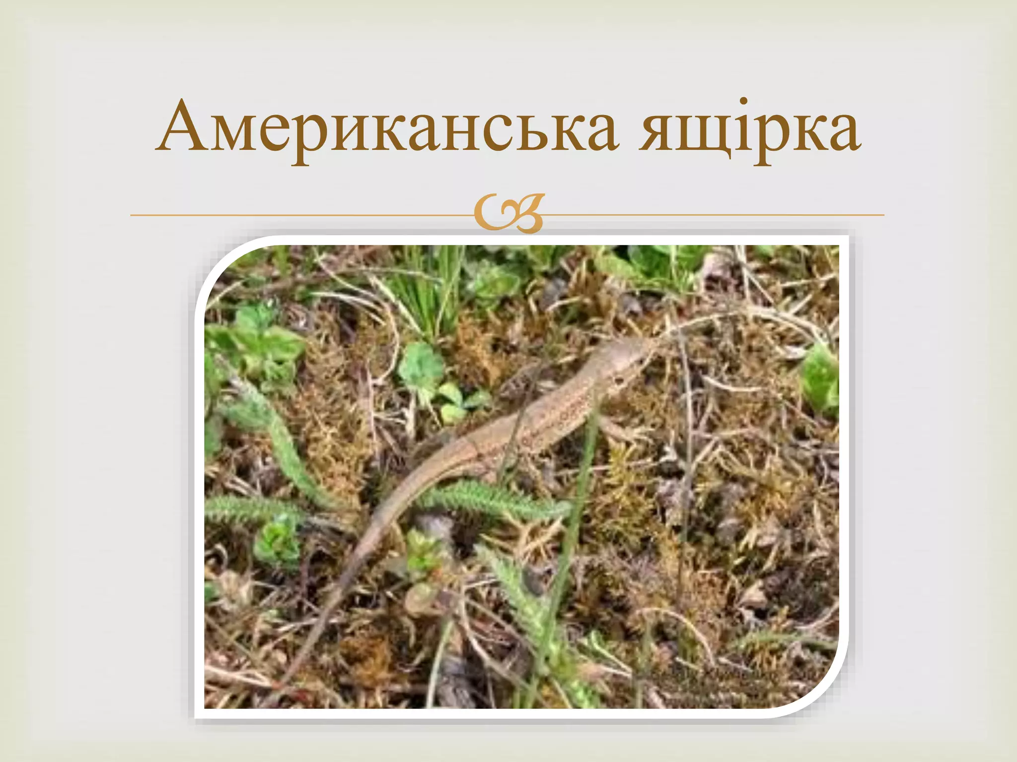 
Американська ящірка
 