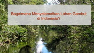 Bagaimana Menyelamatkan Lahan Gambut
di Indonesia?
 
